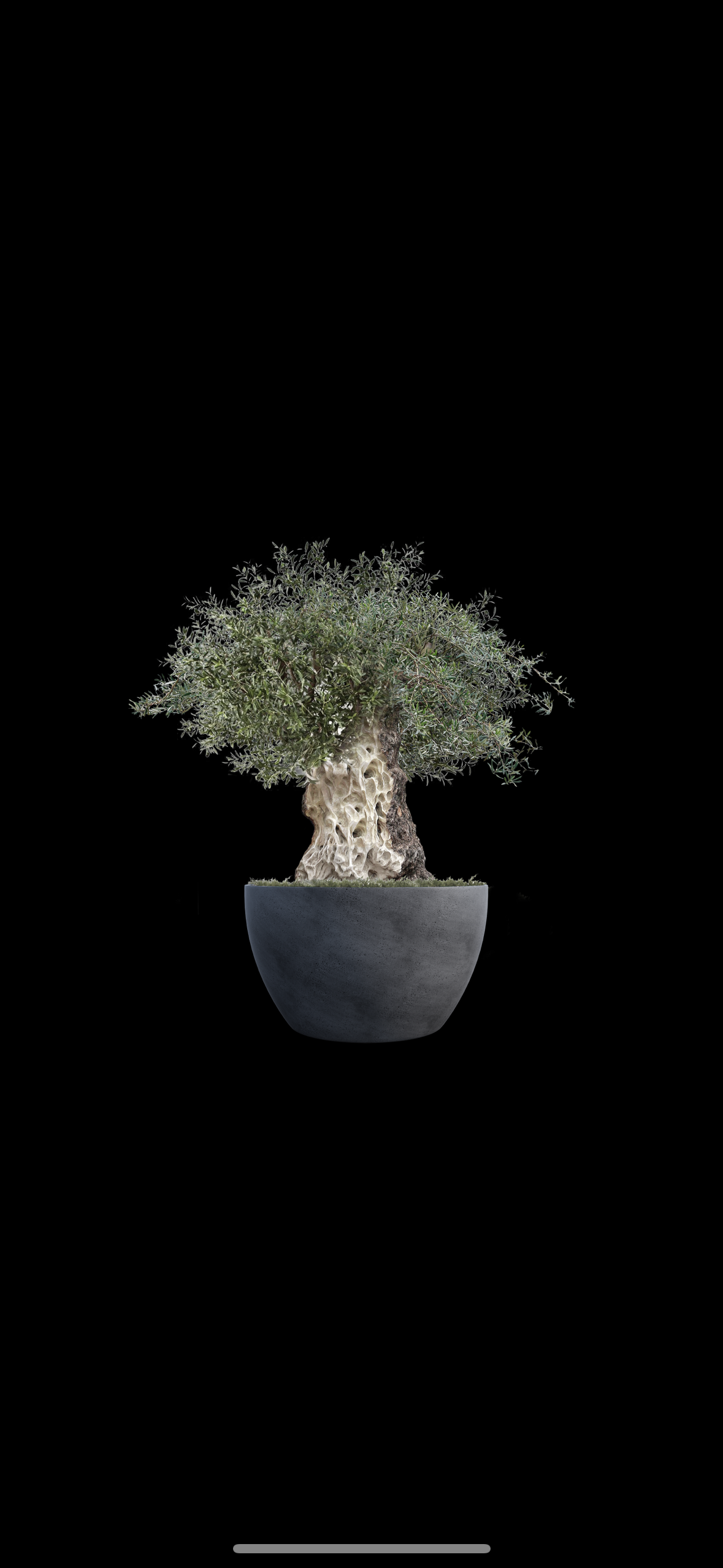 Bonsai Olive 001